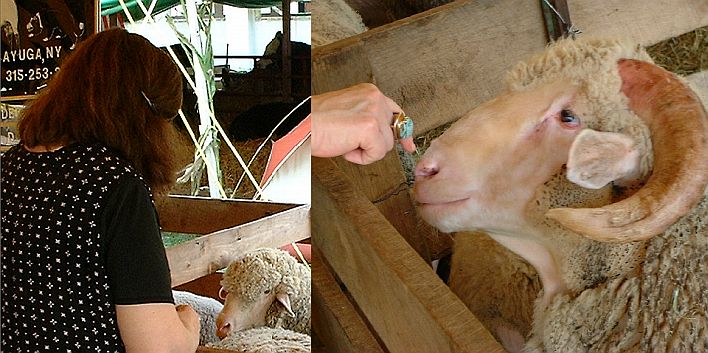 Communing with sheep at the county fair