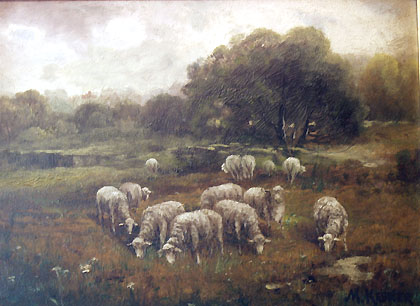 13 Sheep at Pasture