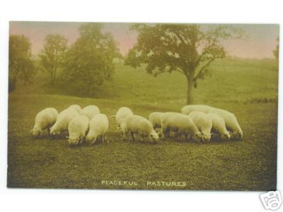 13 Sheep Grazing Peaceful Pastures