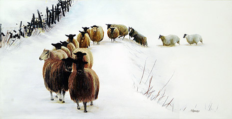 15 Sheep in Snow