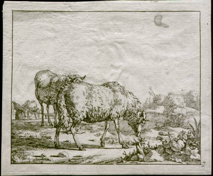 17Th Century Paulus Potter Sheep