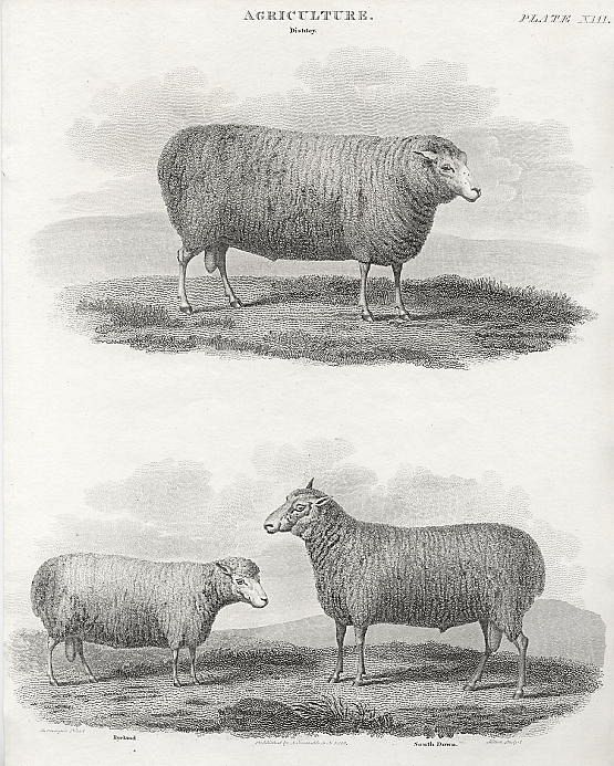 1815 Sheep Print