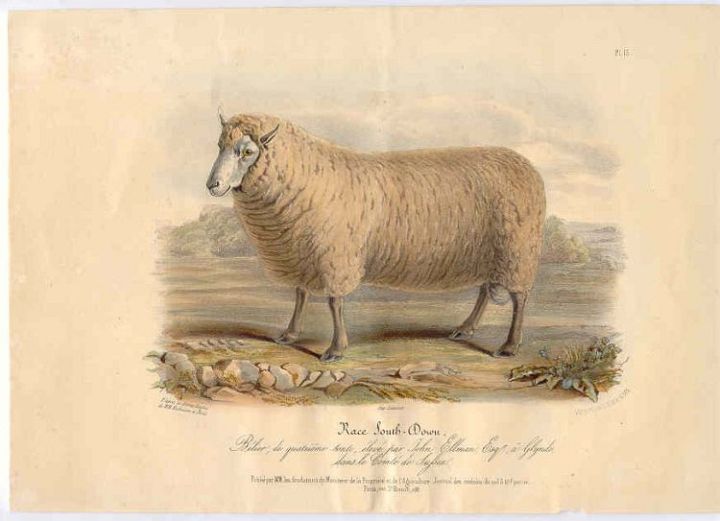 1843 Southdown Ram