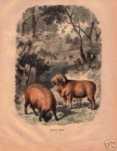 1860 Hand Coloured Engraving Sheep