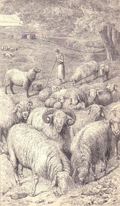 1876 Sheep Woodcut