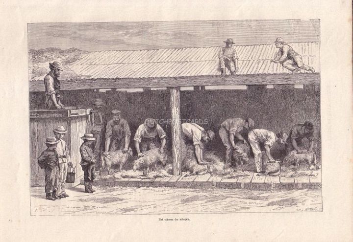 1881 Engraving Australia Sheep Shearing