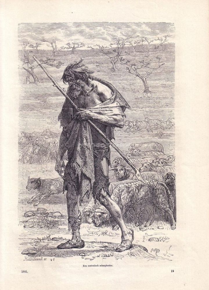 1881 Engraving Australia Sheep Shepherd