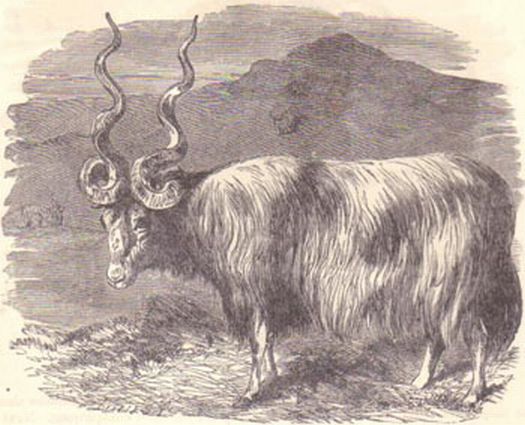 1884 Wallachian Sheep Woodcut Print