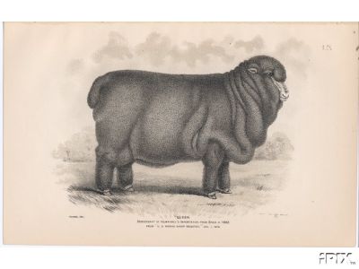 1892 Merino Ewe Named Queen