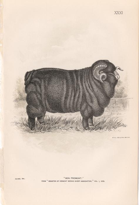 1892 Merino Ram General Fremont