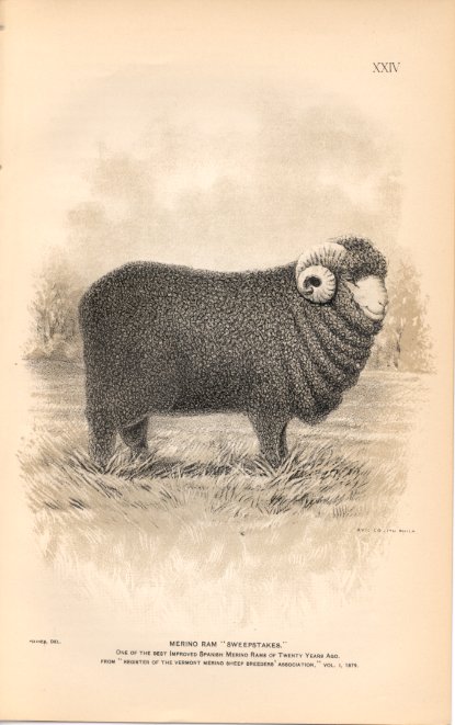 1892 Ram Merino Sweep