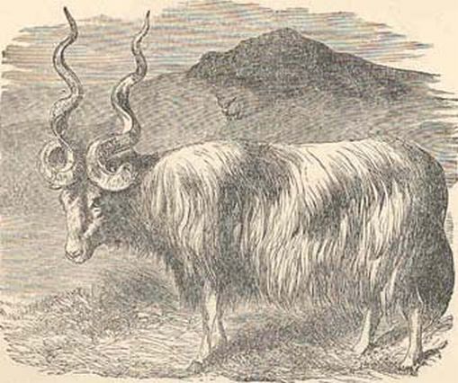 1894 Wallachian Or Cretan Sheep