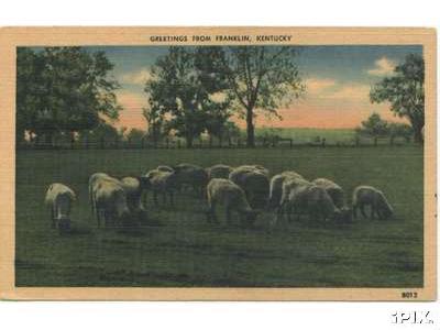 18 Sheep Graze