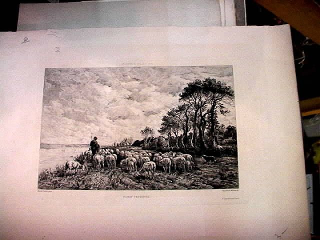 1900 Sheep on Coast Etchng