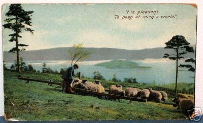 1905 Postcard F Hartmanns Rural Series 3713 Sheep