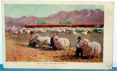 1905 Sheep Shearing in the West