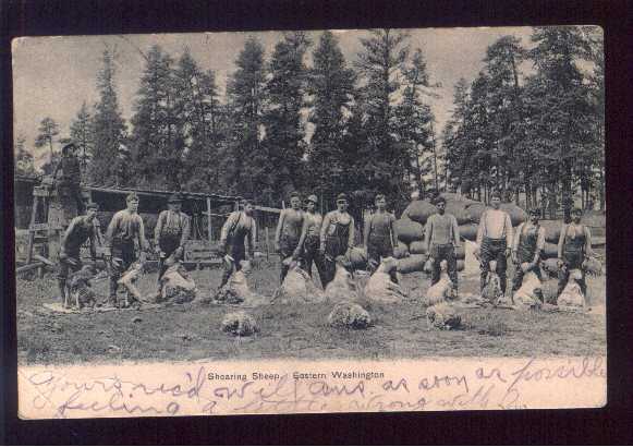 1907 Sheep Shearing in Wa