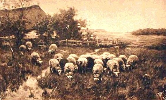 1910 Postcard Sheep in Pasture By Wilm Steelink