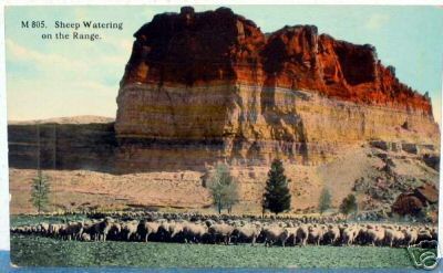 1910 Sheep Watering on the Range By High Rock