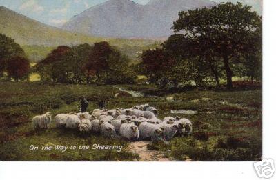 1918 Macfadyen Sheep Shearing Anfield