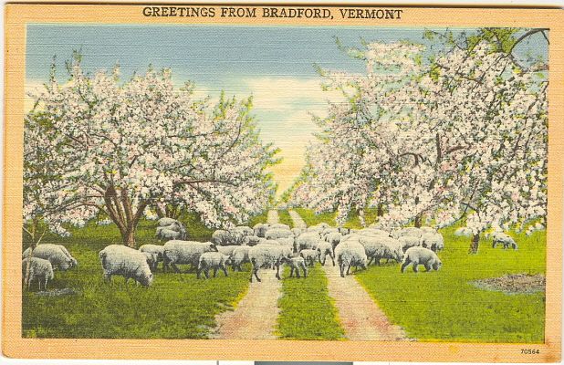 1936 Bradford VT Sheep Greetings
