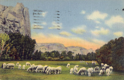 1944 Dry Fork Canyon Sheep Vernal Utah