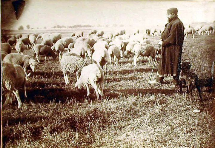 19C English Farmer with His Sheep