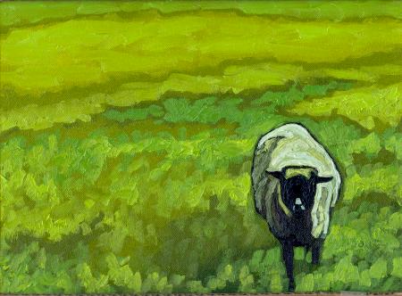 1 Ewe in Pasture