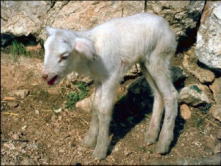 1 Little Lamb Crying For Mom