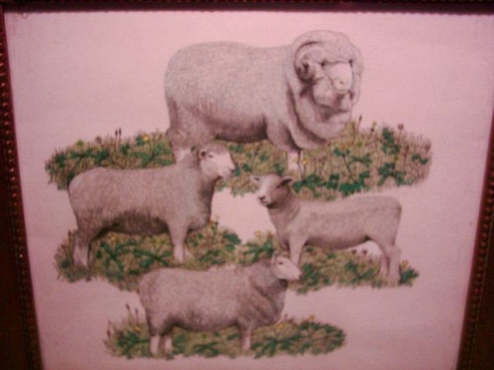1 Ram 3 Ewes