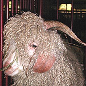 2 Angora Goats Heads