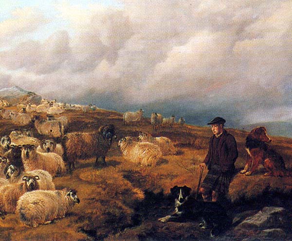2 Bcs with Shepherd and Sheep