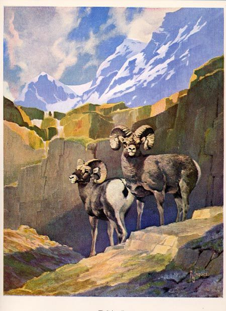 2 Bighorn Rams