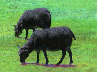 2 Black Sheep