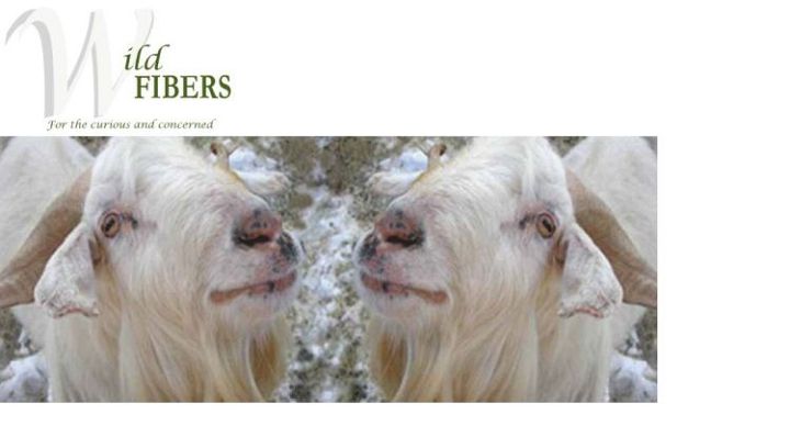 2 Cashmere Goats