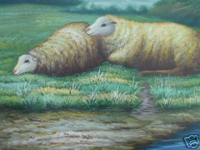 2 Cheviot Sheep Reclineing