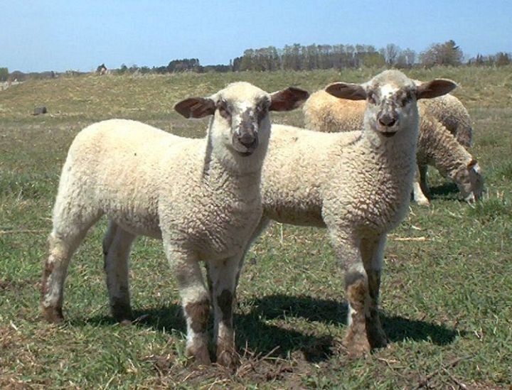 2 Cute Crossbred Lambs