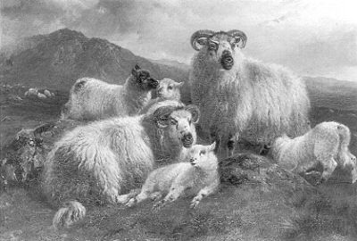 2 Ewes 4 Lambs