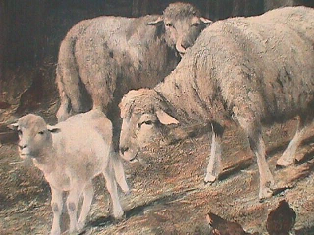 2 Ewes and 1 Lamb1