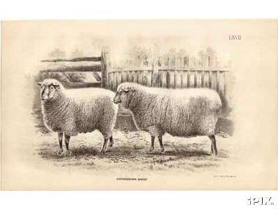 2 Ewes Lithograph