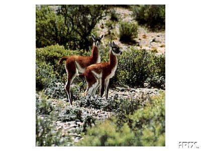 2 Guanaco at Large