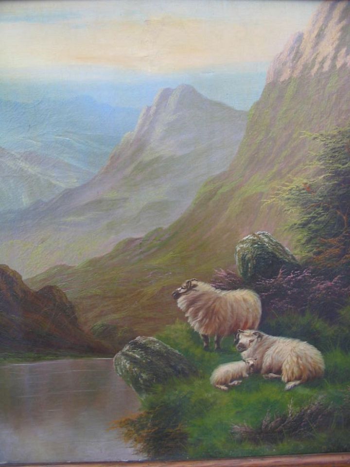 2 Highland Ewes with 1 Lamb