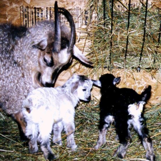 2 Lambs 2 Ewes