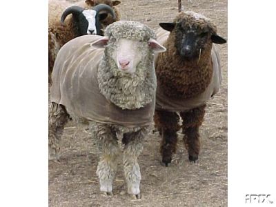 2 Lambs in Coats