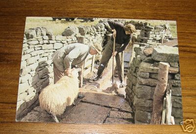 2 Men Dipping Sheep in Uk