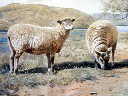 2 Nice Ewes