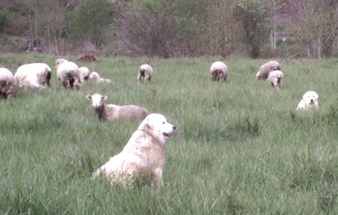 2 Polish Tatras Guard the Sheep