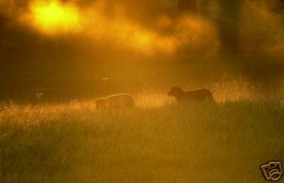 2 Sheep at Sunrise