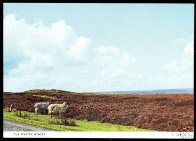 2 Sheep Whitby Moors