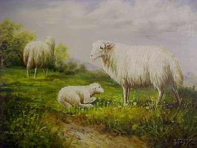 2 White Ewes 1 Lamb